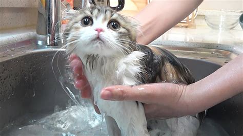 고양이 목욕 필요성